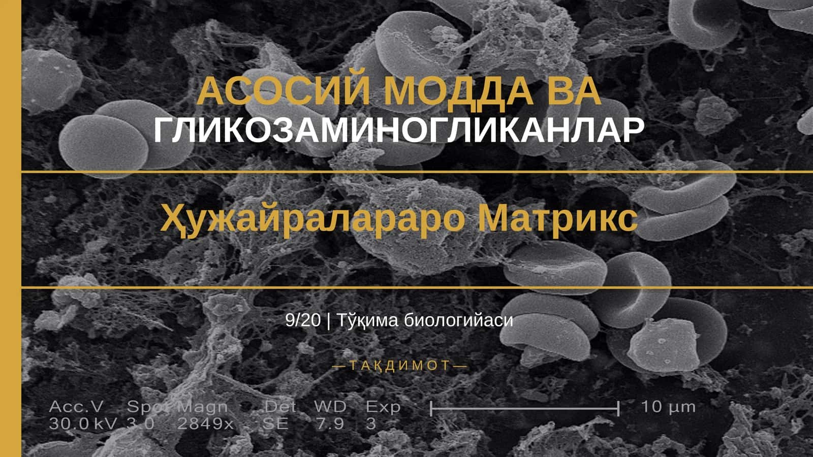 Гликозаминогликанлар ҳужайралараро матрикс 1