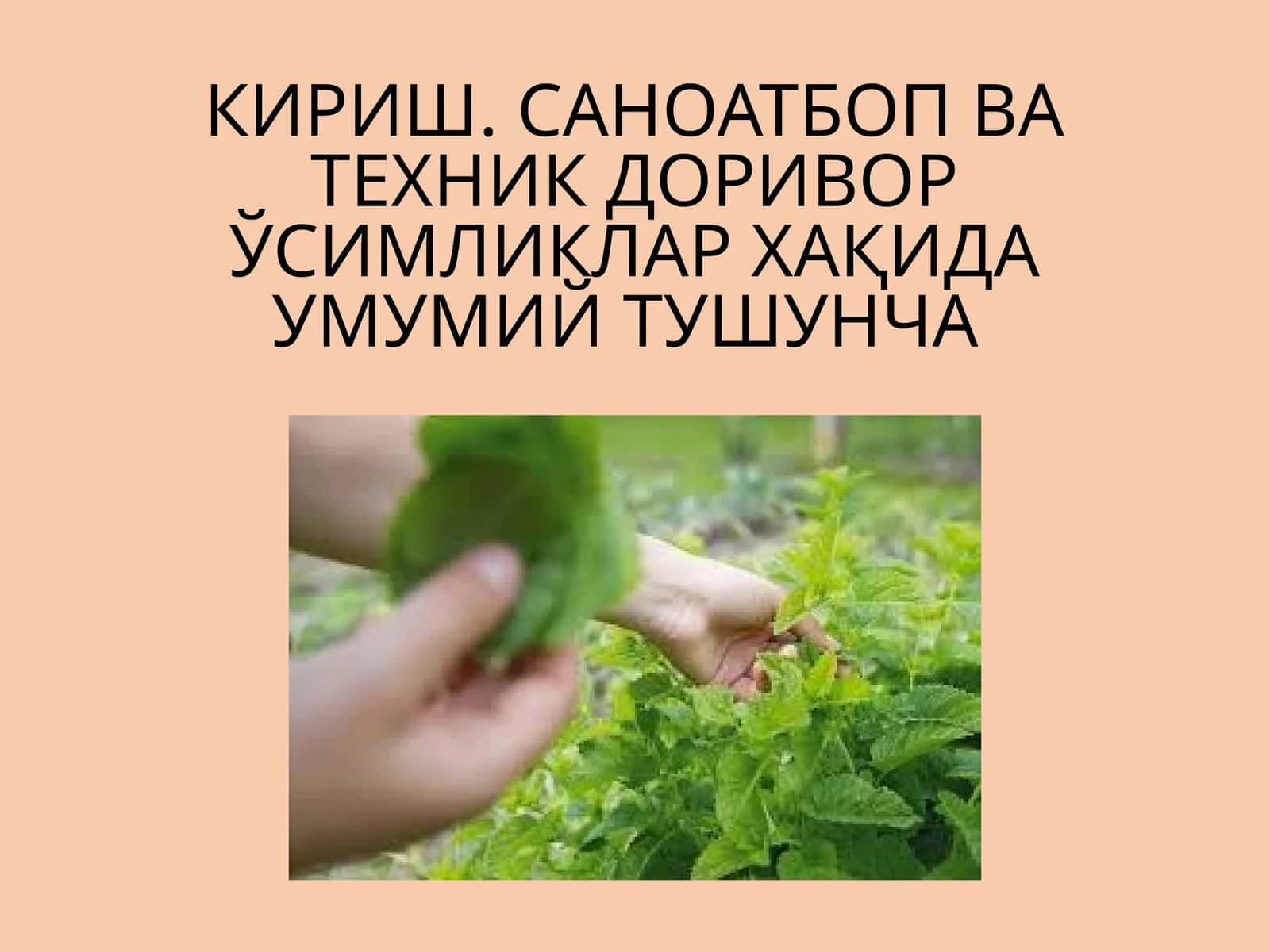 Саноатбоп ва техник доривор ўсимликлар 1