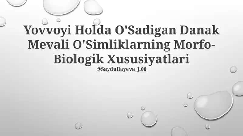 Yovvoyi Holda O'Sadigan Danak Mevali O'Simliklarning Morfo-Biologik Xususiyatlari 1