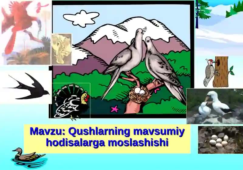 Qushlarning mavsumiy hodisalarga moslashishi