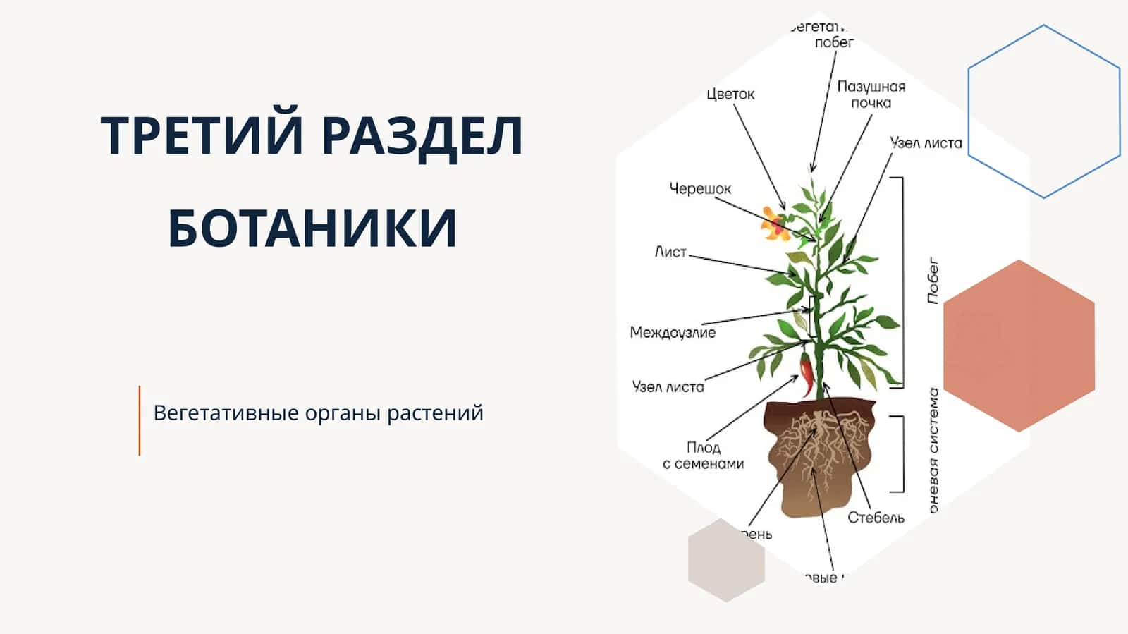 ТРЕТИЙ РАЗДЕЛ БОТАНИКИ 1