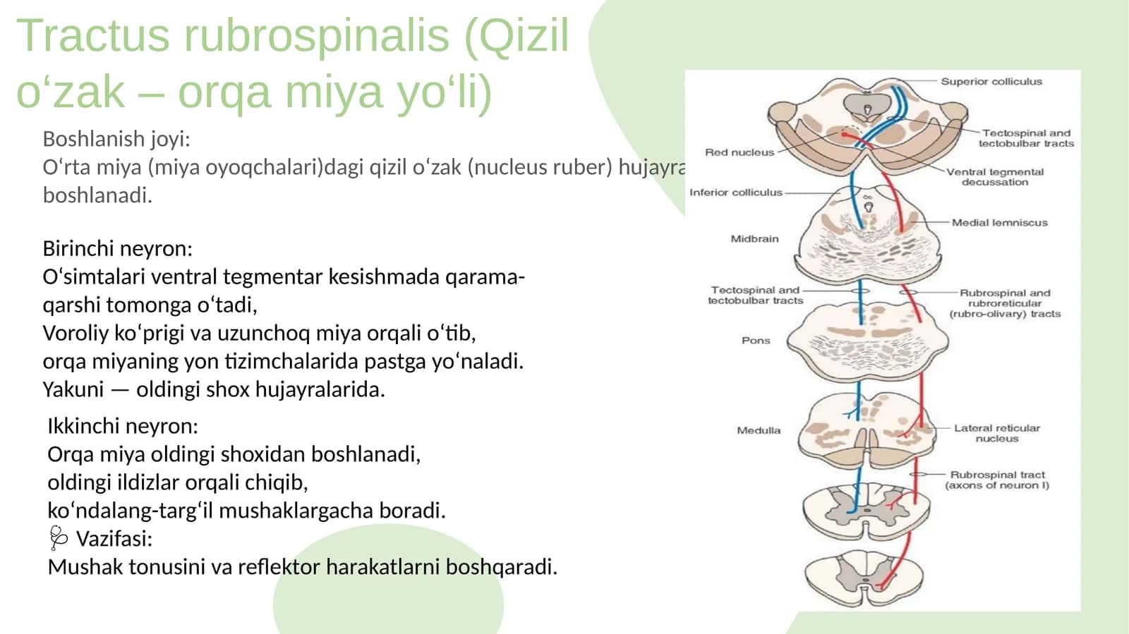 Tractus rubrospinalis (Qizil o‘zak – orqa miya yo‘li) 1