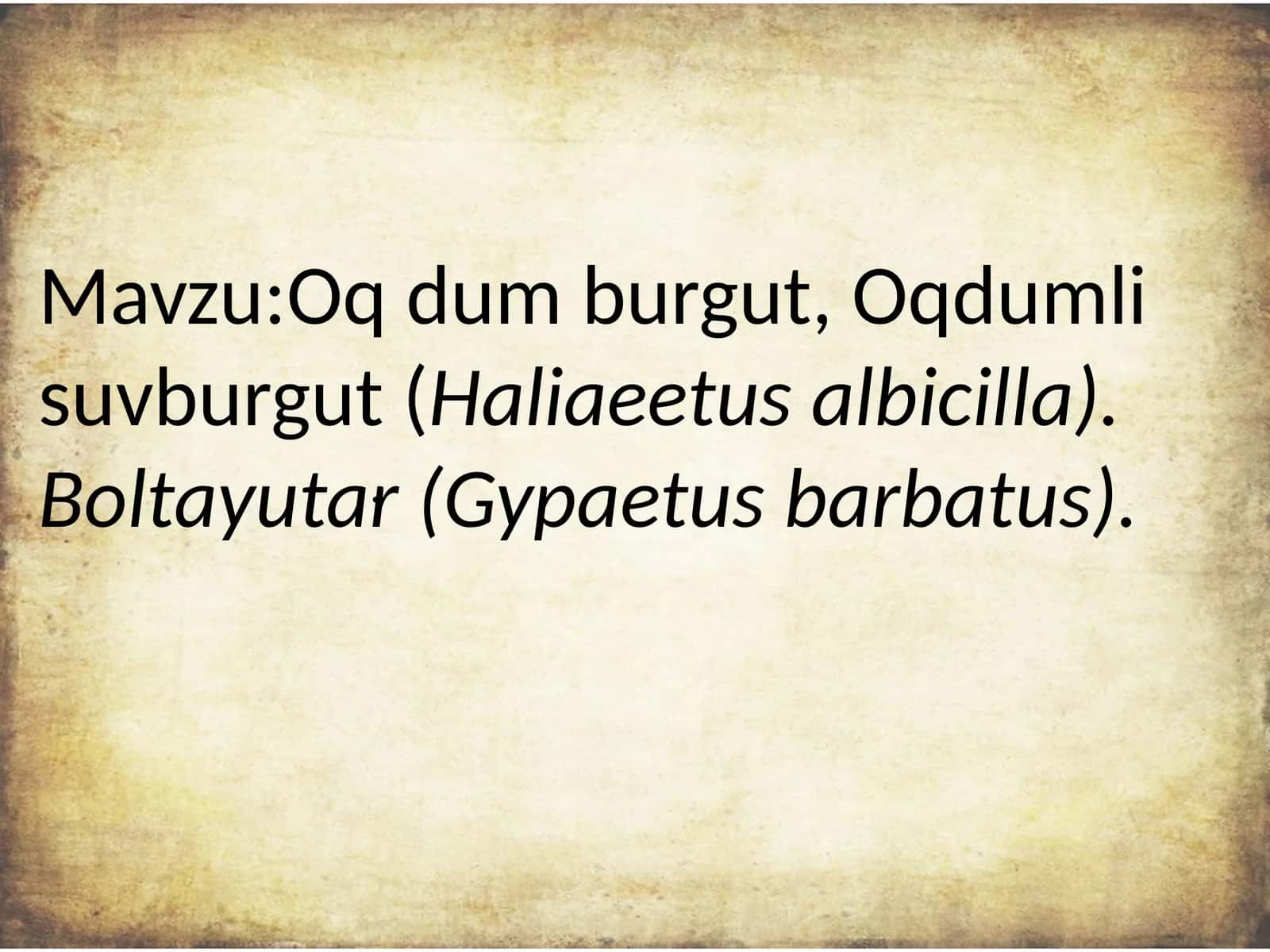 Oq dumli burgut, Haliaeetus albicilla 1