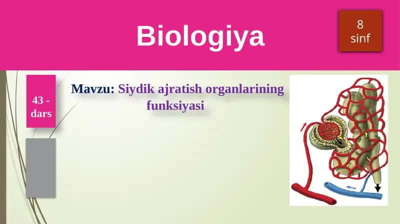 Siydikajratish organlarining funksiyasi 1