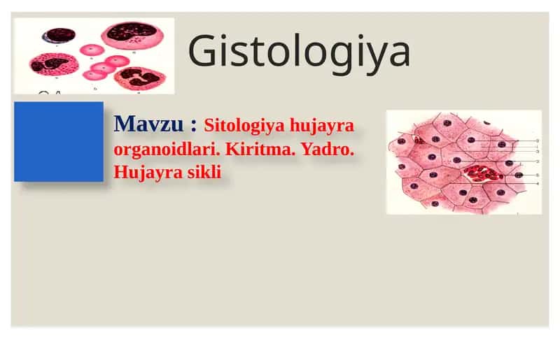Sitologiya hujayra organoidlari. Kiritma. Yadro. Hujayra sikli. 1