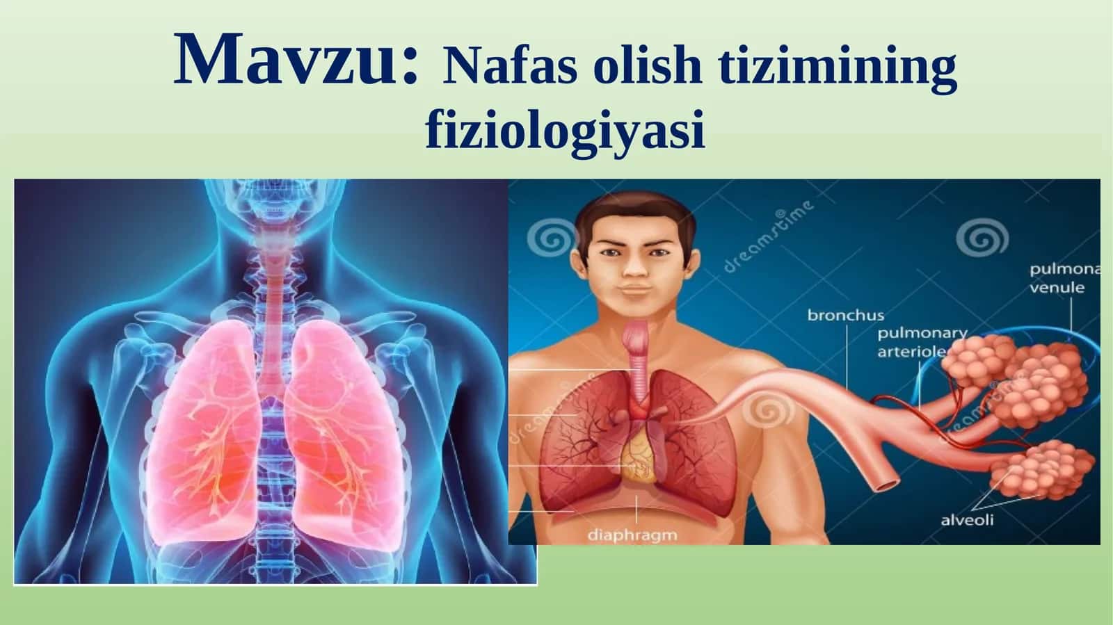 Nafasolish tizimining fiziologiyasi 1