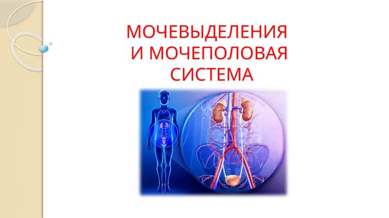 МОЧЕВЫДЕЛЕНИЯ И МОЧЕПОЛОВАЯ СИСТЕМА 1