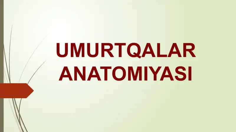 Umurtqalar anatomiyasi 1