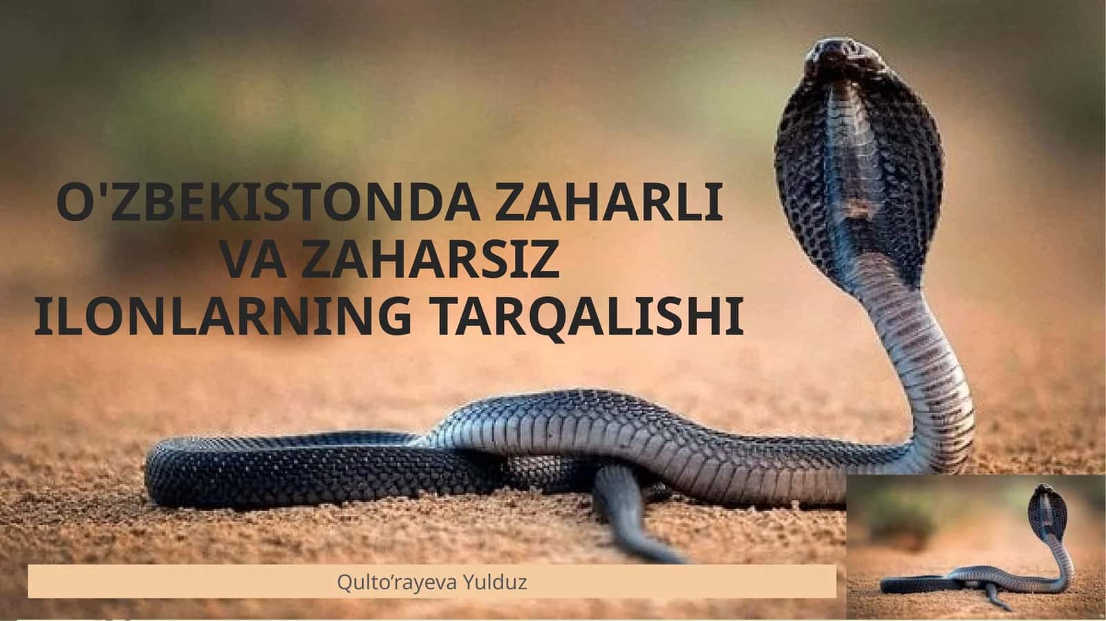 O'ZBEKISTONDA ZAHARLI VA ZAHARSIZ ILONLARNING TARQALISHI 1
