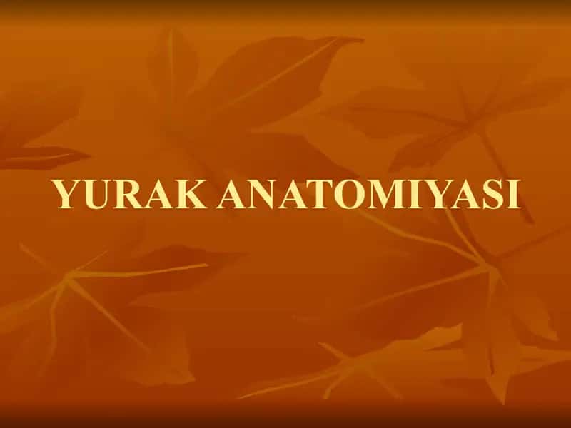 YURAK ANATOMIYASI 1