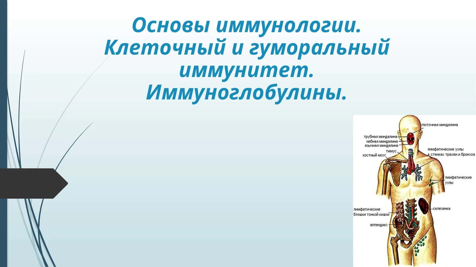 Основы иммунологии. Клеточный и гуморальный иммунитет. Иммуноглобулины 1