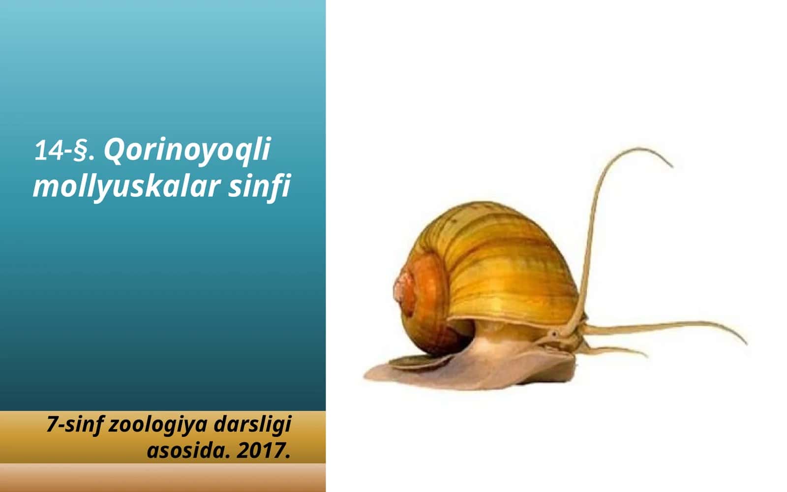 7-sinf Zoologiya 'Qorinoyoqli mollyuskalar sinfi' ko'rgazma 1