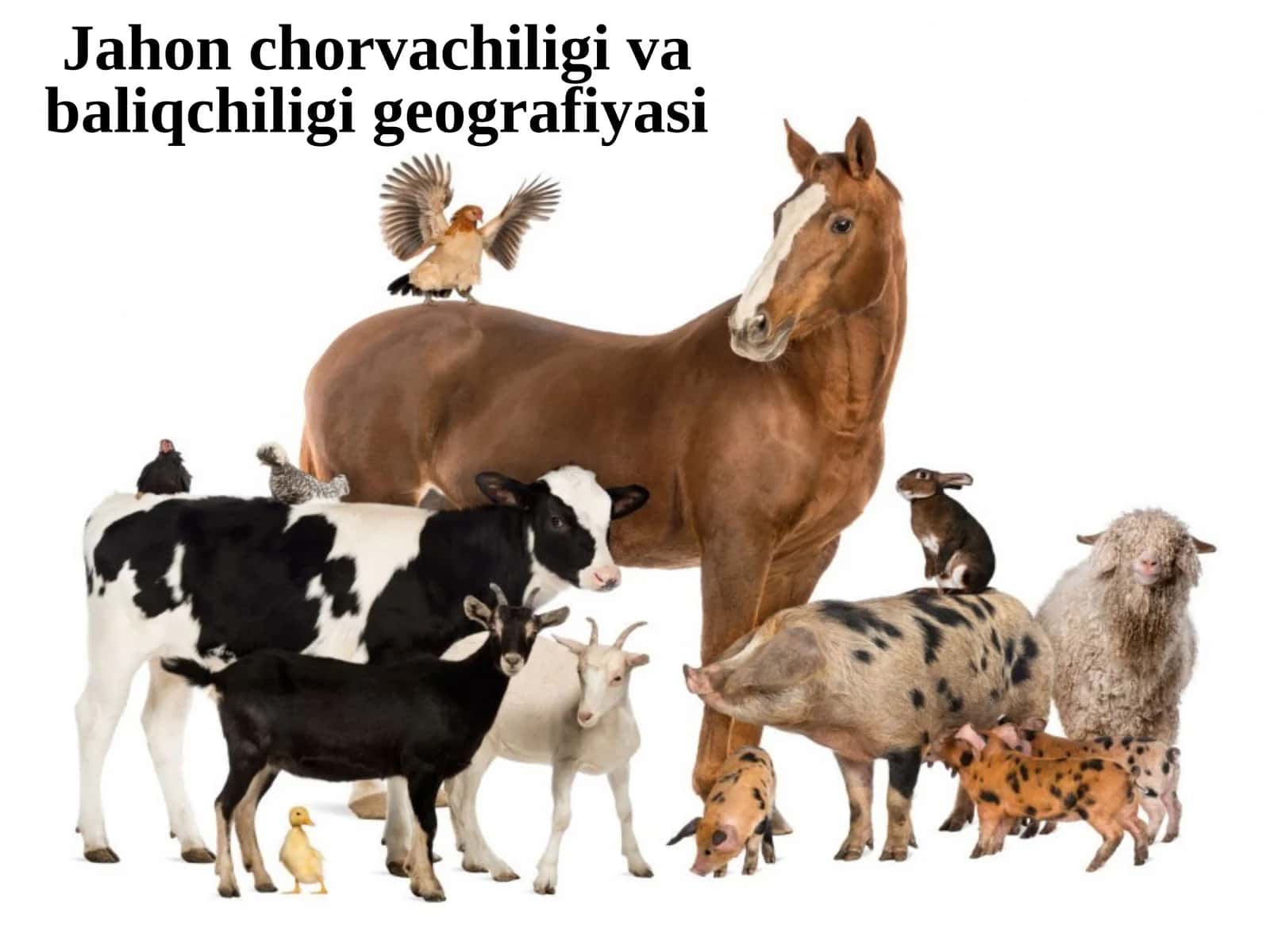 Jahon chorvachiligi va baliqchiligi geografiyasi 1