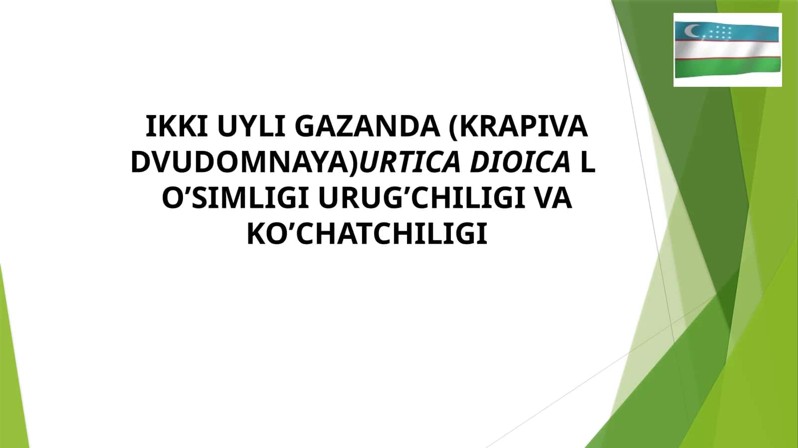 IKKI UYLI GAZANDA (KRAPIVA DVUDOMNAYA)URTICA DIOICAL O’SIMLIGI URUG’CHILIGI VA KO’CHATCHILIGI 1