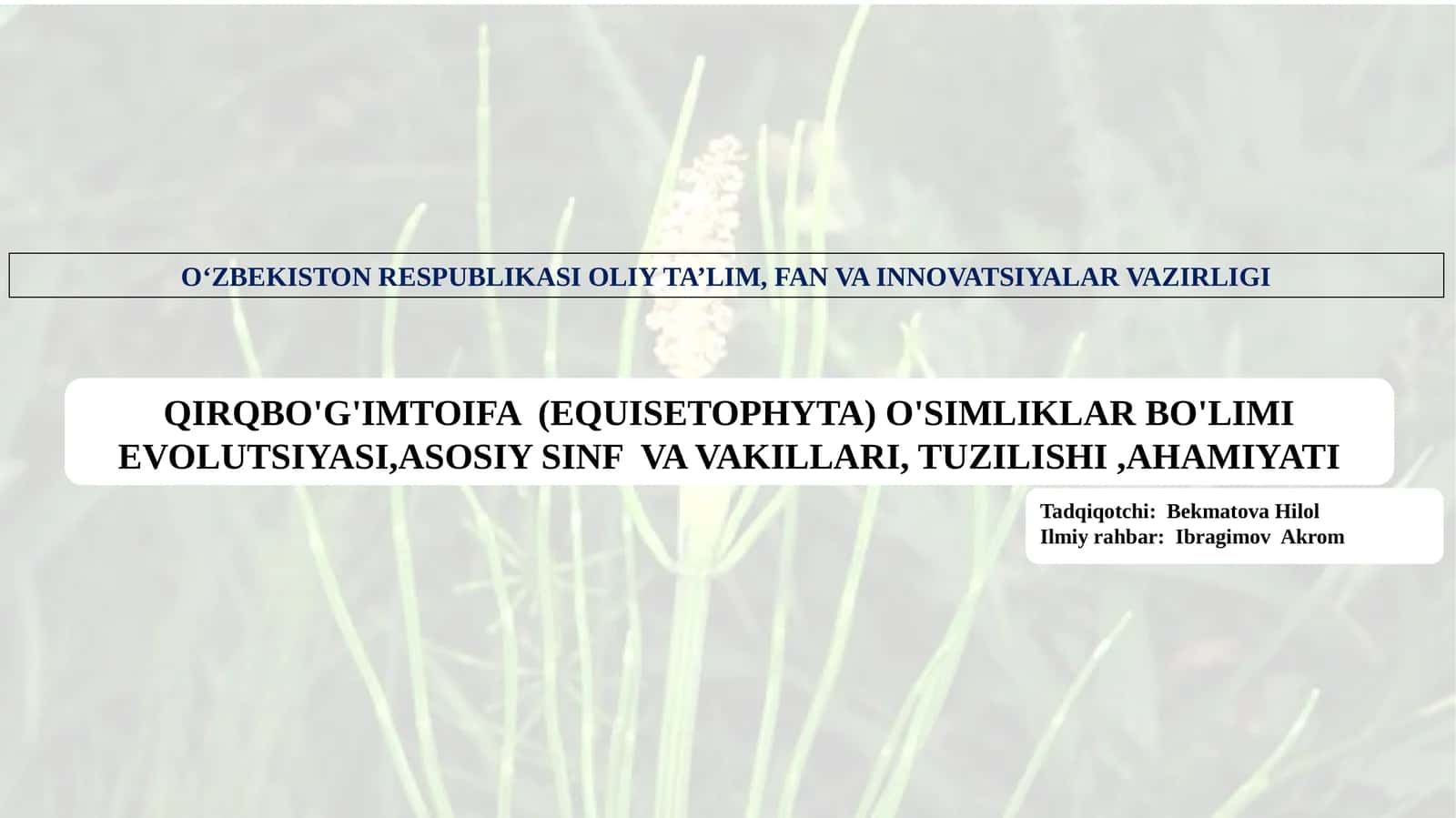 QIRQBO'G'IMTOIFA (EQUISETOPHYTA) O'SIMLIKLAR BO'LIMI EVOLUTSIYASI,ASOSIY SINF VA VAKILLARI, TUZILISHI,AHAMIYATI 1