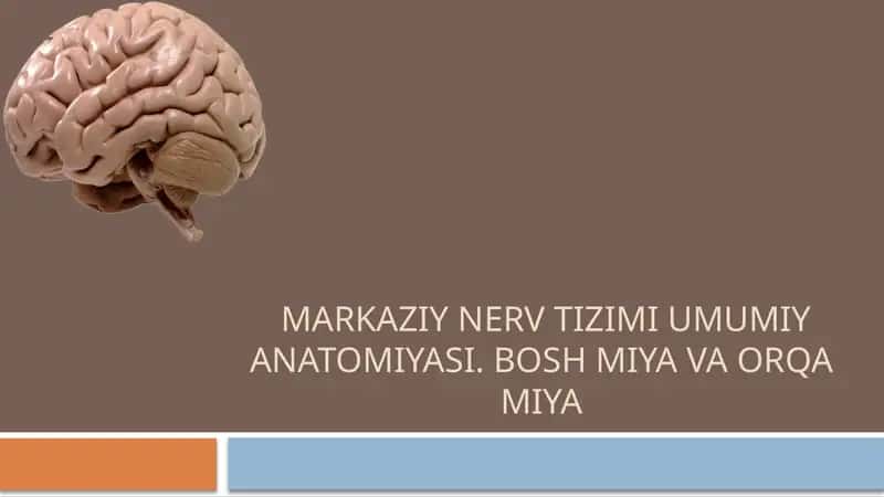 Markaziy nerv tizimi umumiy anatomiyasi 1