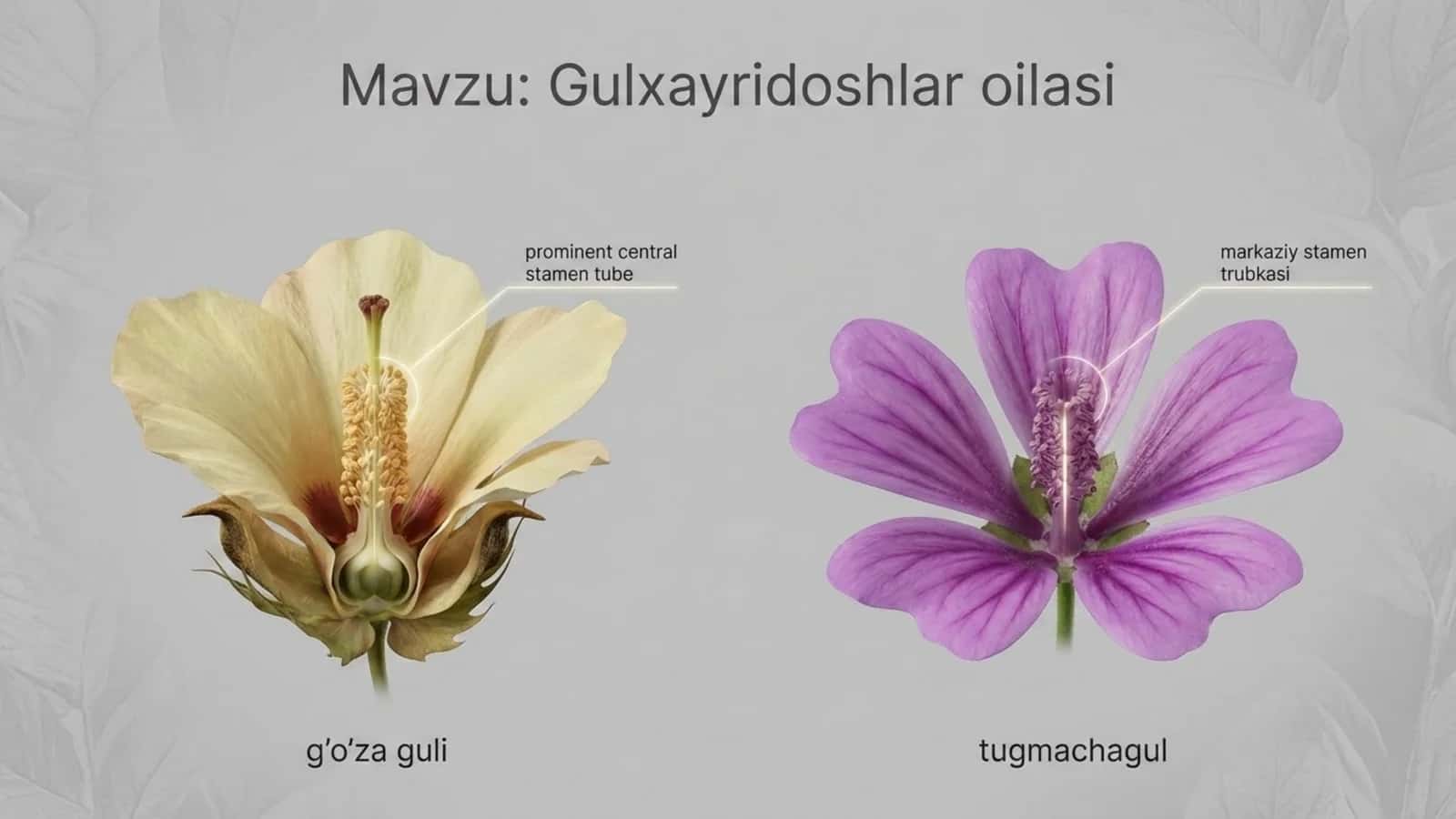 Gulxayridoshlar oilasi 1