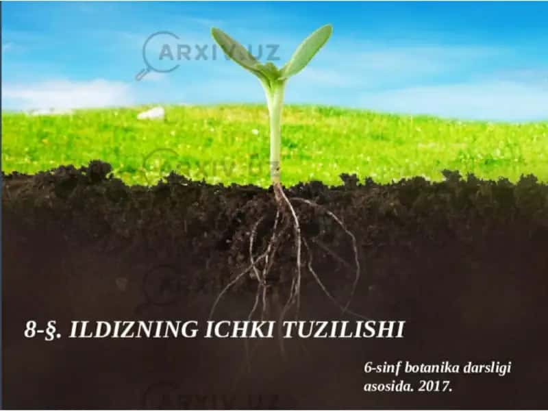 Ildiz turlari va tizimlari 1