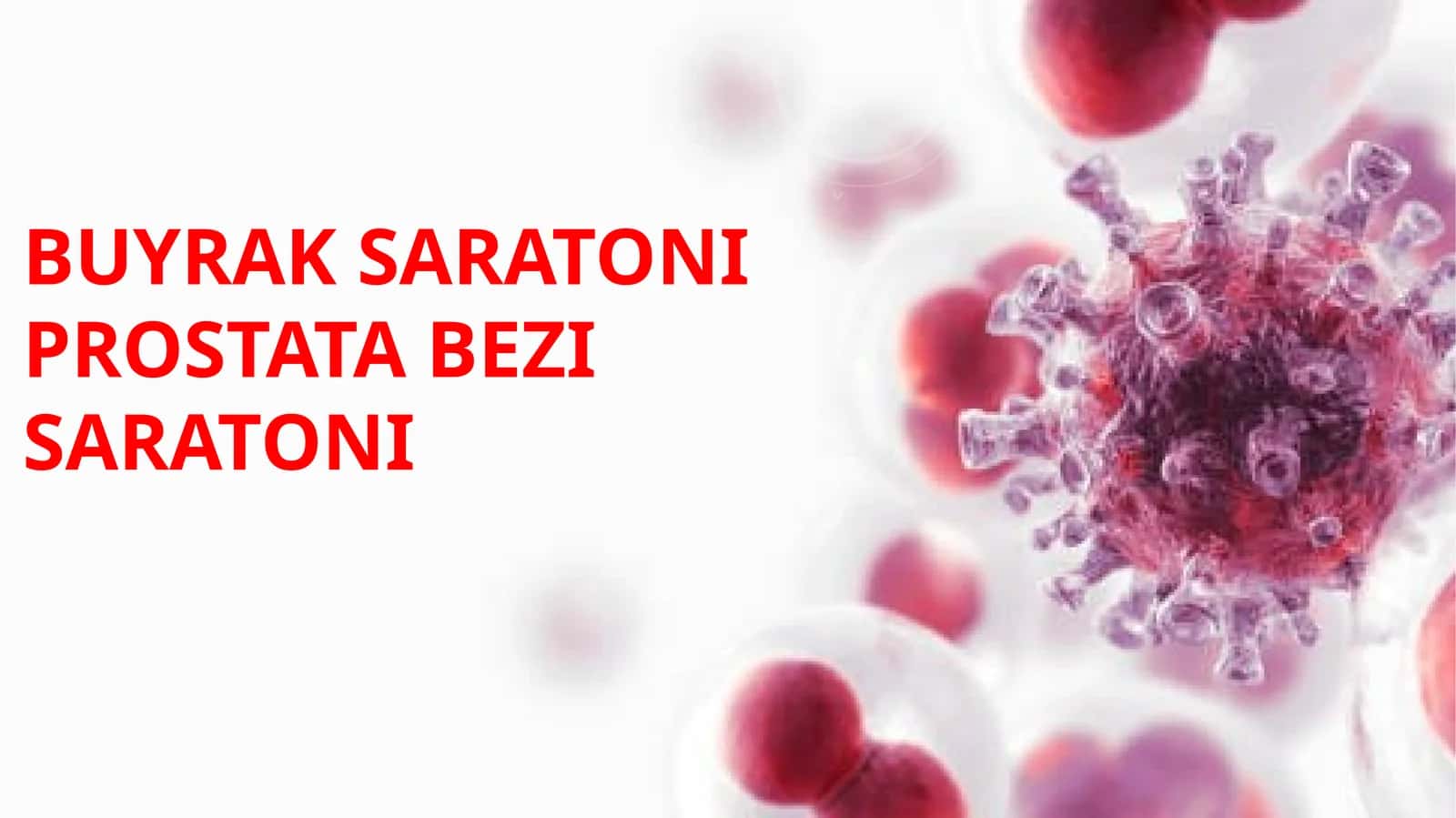 Buyrak anatomiyasi 1
