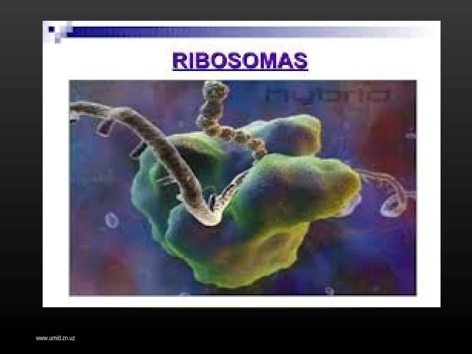 Hujayraning membranasiz organoidlari 1