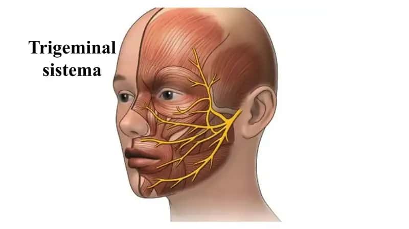 Trigeminal sistema Тригеминал система 5 жуфт краниал нерв 1