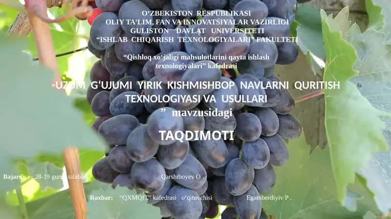 UZUM G‘UJUMI YIRIK KISHMISHBOP NAVLARNI QURITISH TEXNOLOGIYASI VA USULLARI 1