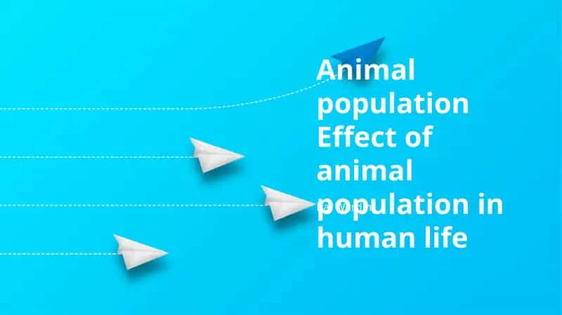 Animal population 1