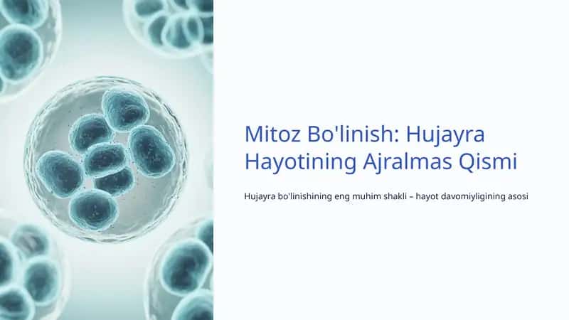 Mitoz Bo'linish: Hujayra Hayotining Ajralmas Qismi 1