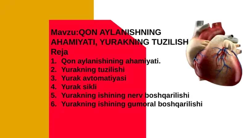 Qon aylanish sistemasi. Yurakning tuzilishi. 1