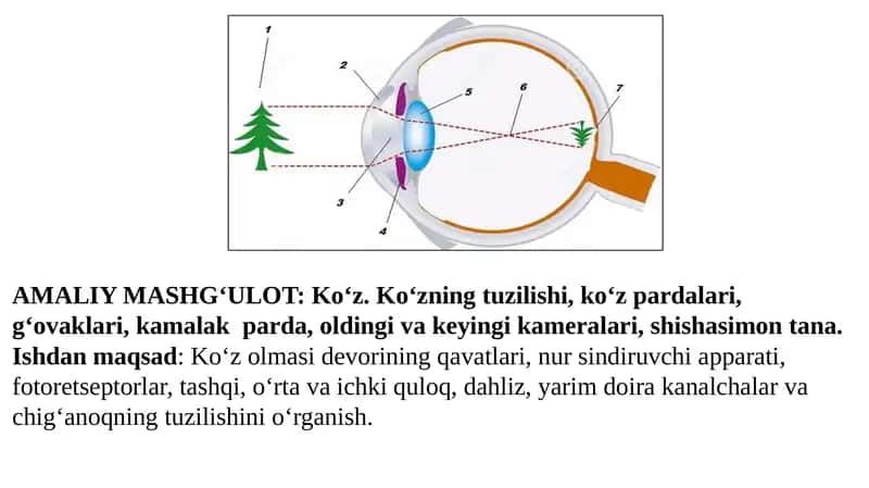 Ko‘z. Ko‘zning tuzilishi, ko‘z pardalari, g‘ovaklari, kamalak  parda, oldingi va keyingi kameralari, shishasimon tana. 1