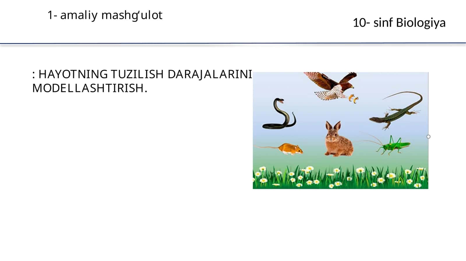 Biologiya: HAYOTNING TUZILISH DARAJALARINI MODELLASHTIRISH 1