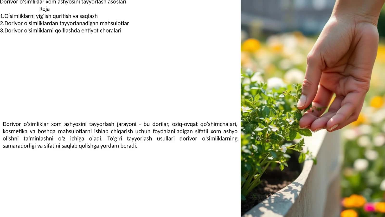 Dorivor o‘simliklar xom ashyosini tayyorlash asoslari 1