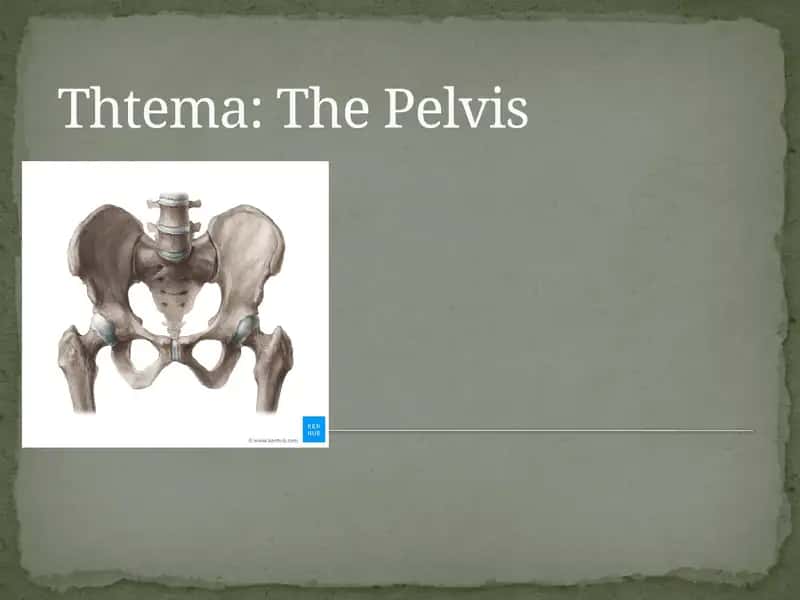 The Pelvis 1