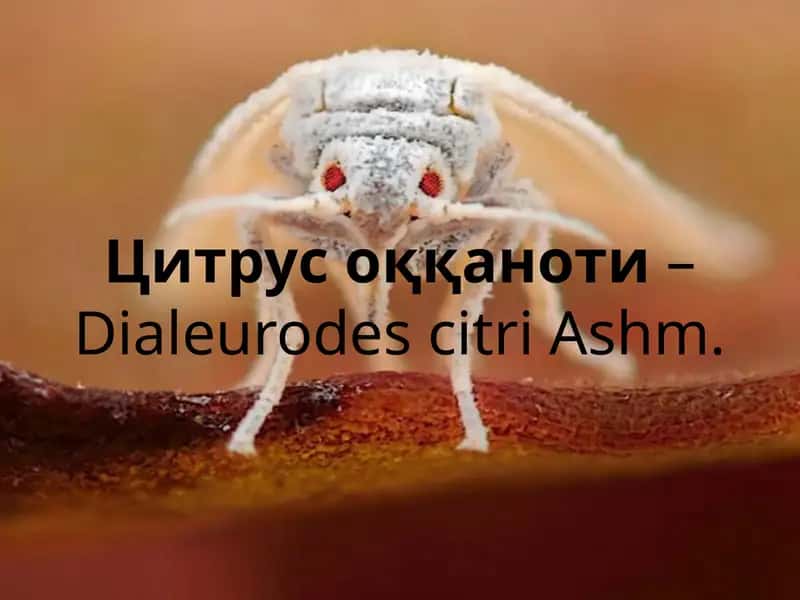 Цитрус оққаноти– Dialeurodes citri Ashm. 1