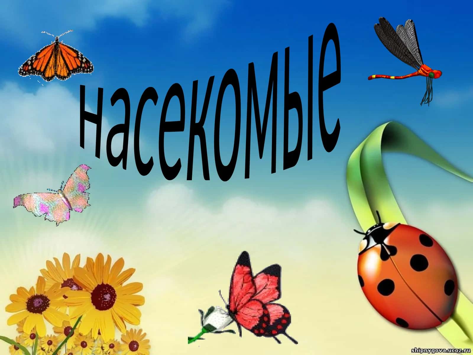 насекомые 1