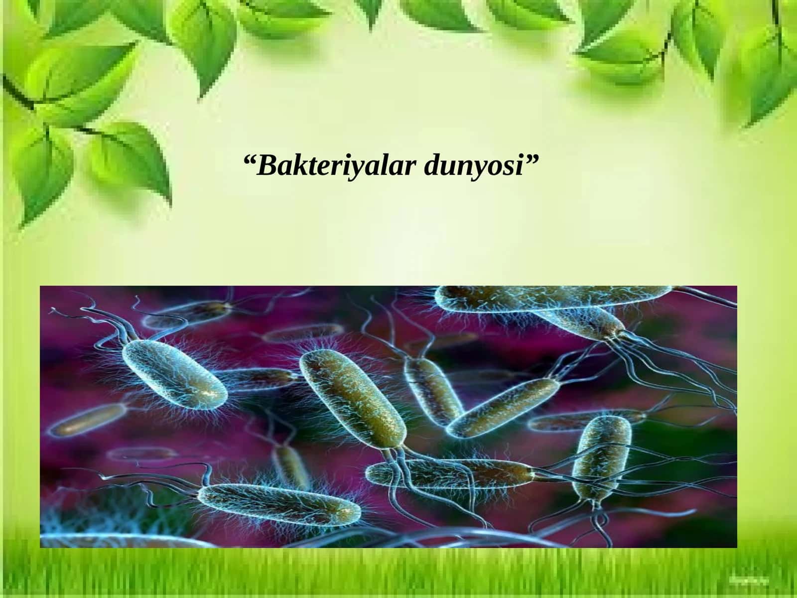 Bakteriyalardunyosi 1