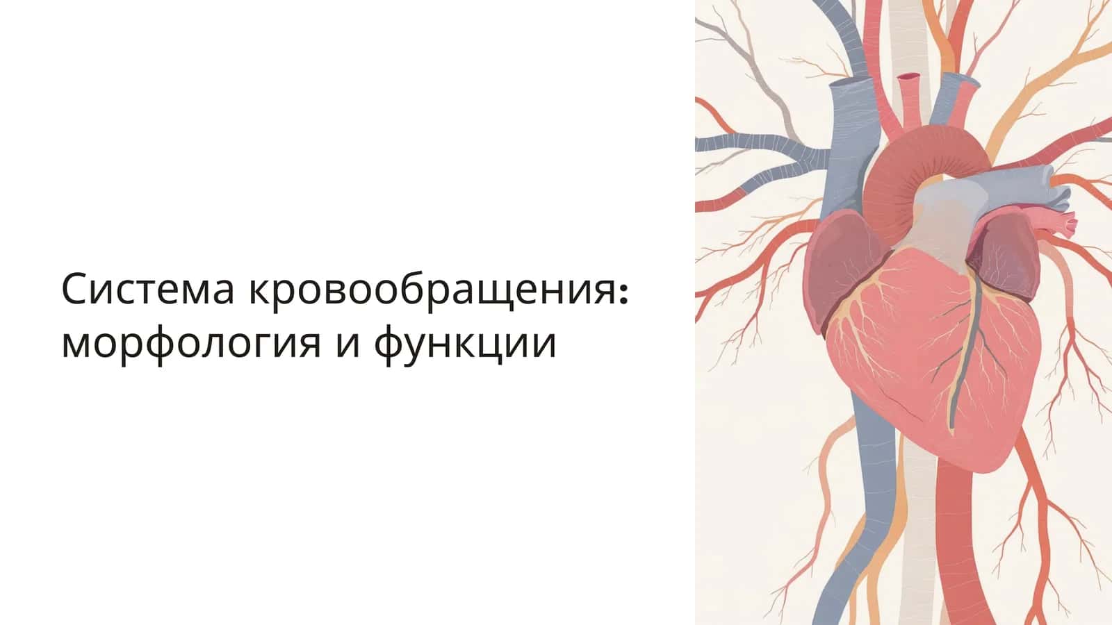 Система кровообращения: морфология и функции 1