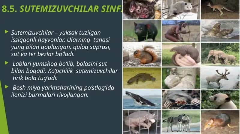 Sutemizuvchilar Sinfi 1