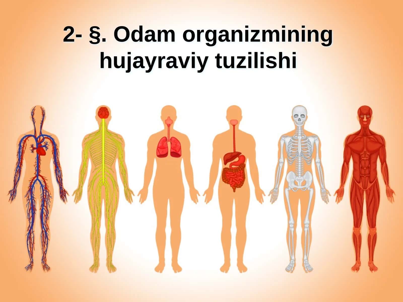 §.Odam organizmining hujayraviy tuzilishi 1
