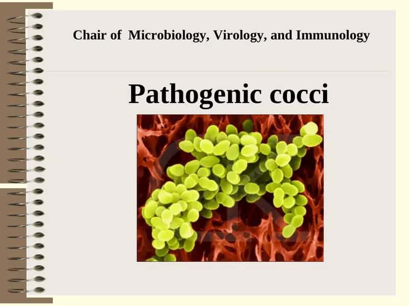 Chairof Microbiology, Virology, and Immunology 1
