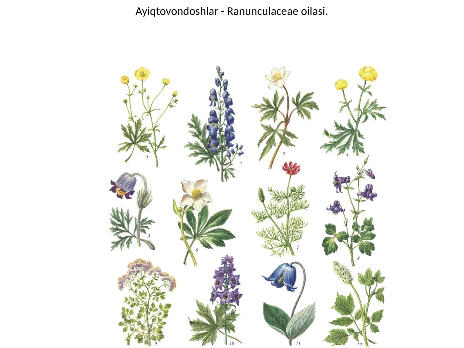 Ayiqtovondoshlar - Ranunculaceae oilasi 1