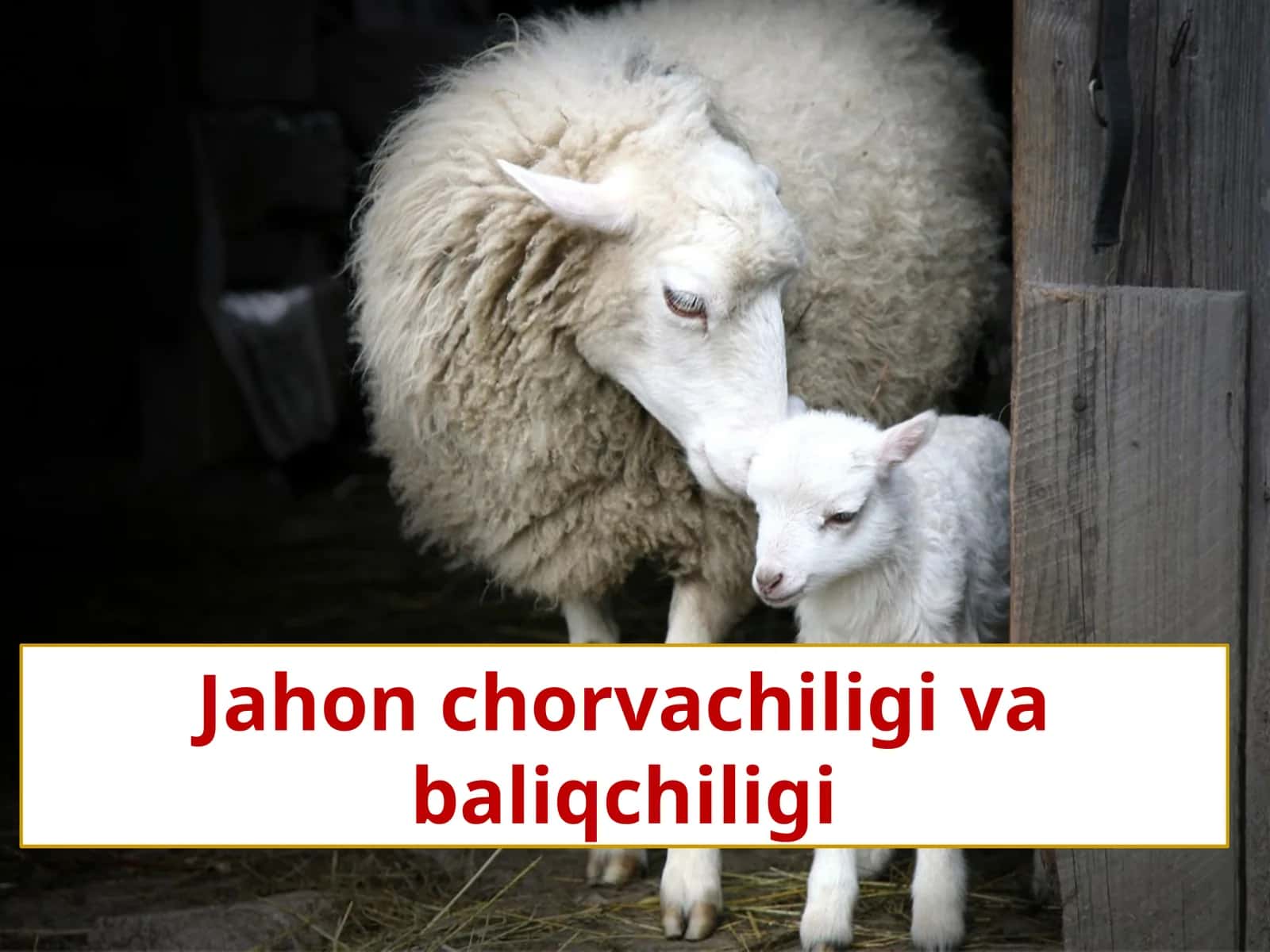 Jahon chorvachiligi va baliqchiligi 1
