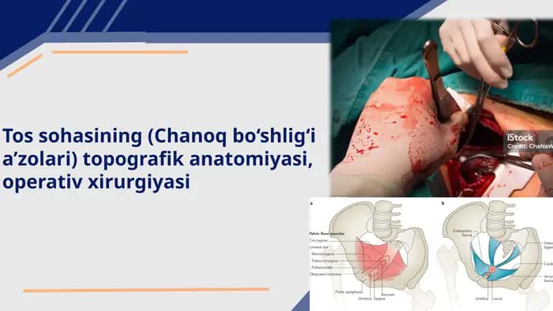 Tossohasining(Chanoqbo‘shlig‘ia’zolari)topografikanatomiyasi,operativxirurgiyasi 1