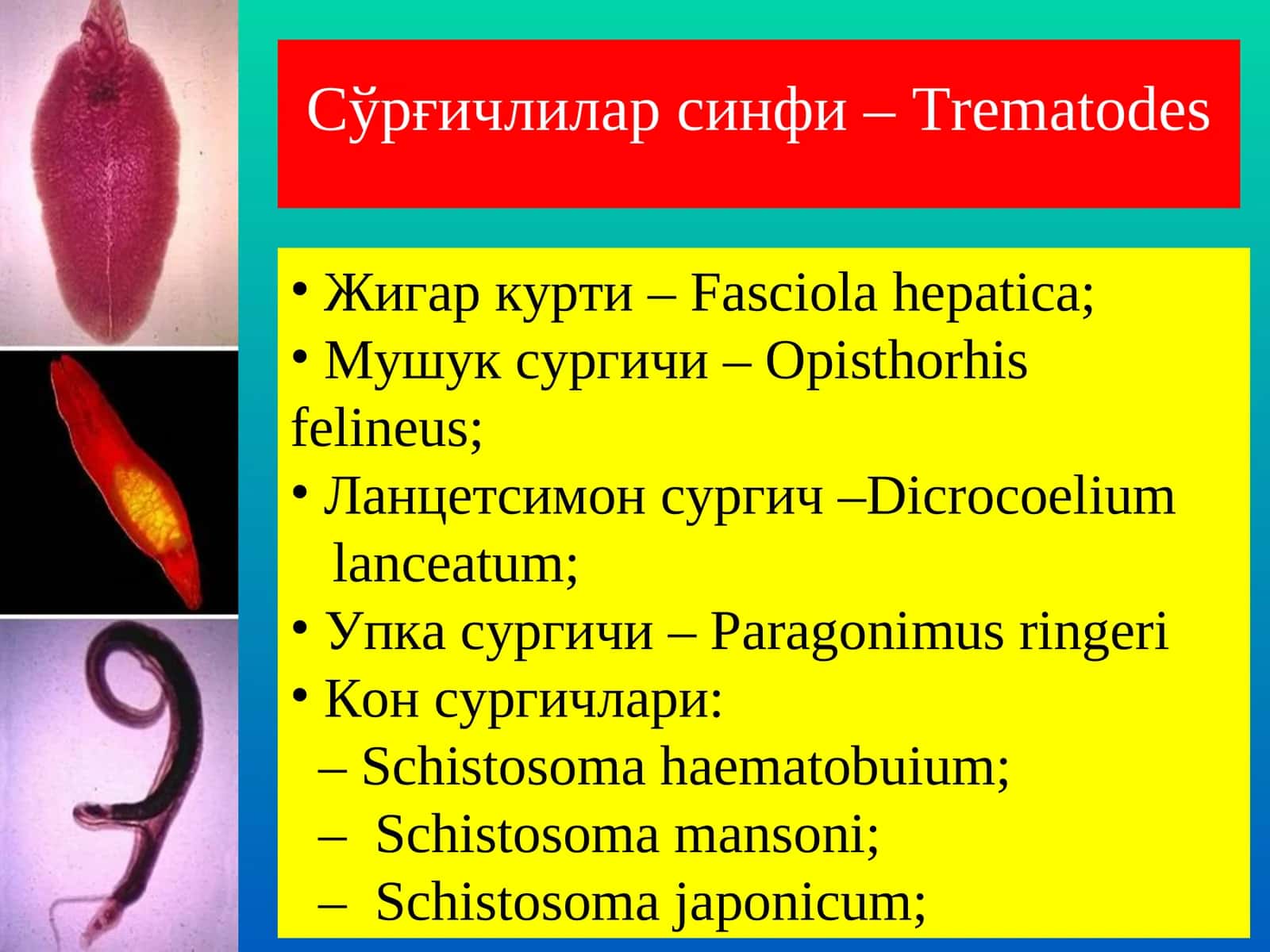 Сўрғичлилар синфи –Trematodes 1