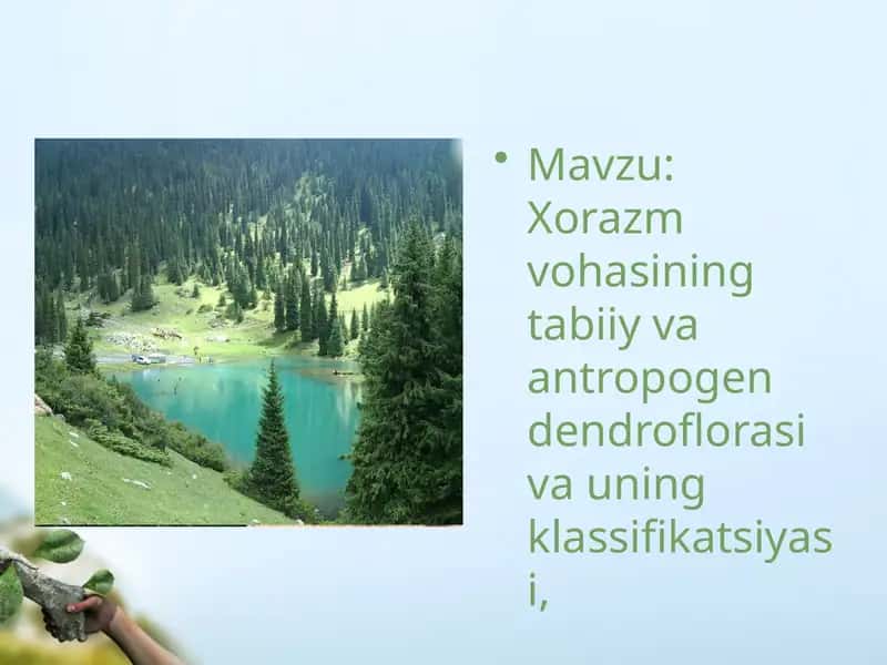 Xorazm vohasining tabiiy va antropogen dendroflorasi va uning klassifikatsiyasi 1