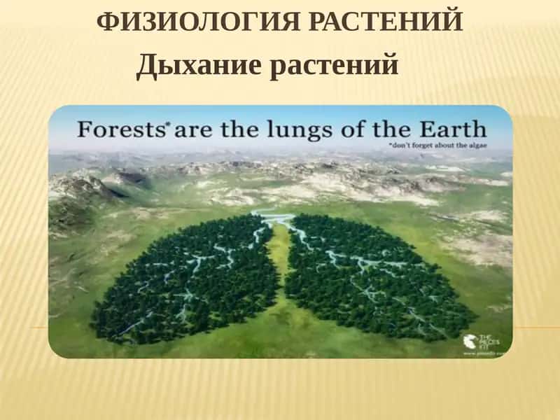 Физиология растений 1