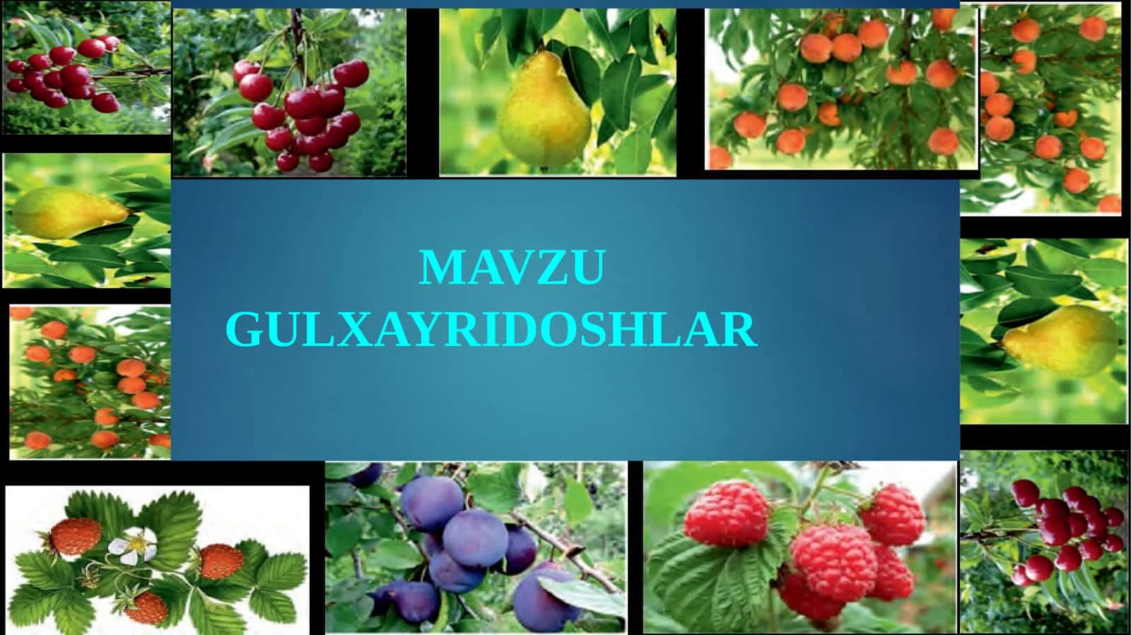 GULXAYRIDOSHLAR 1