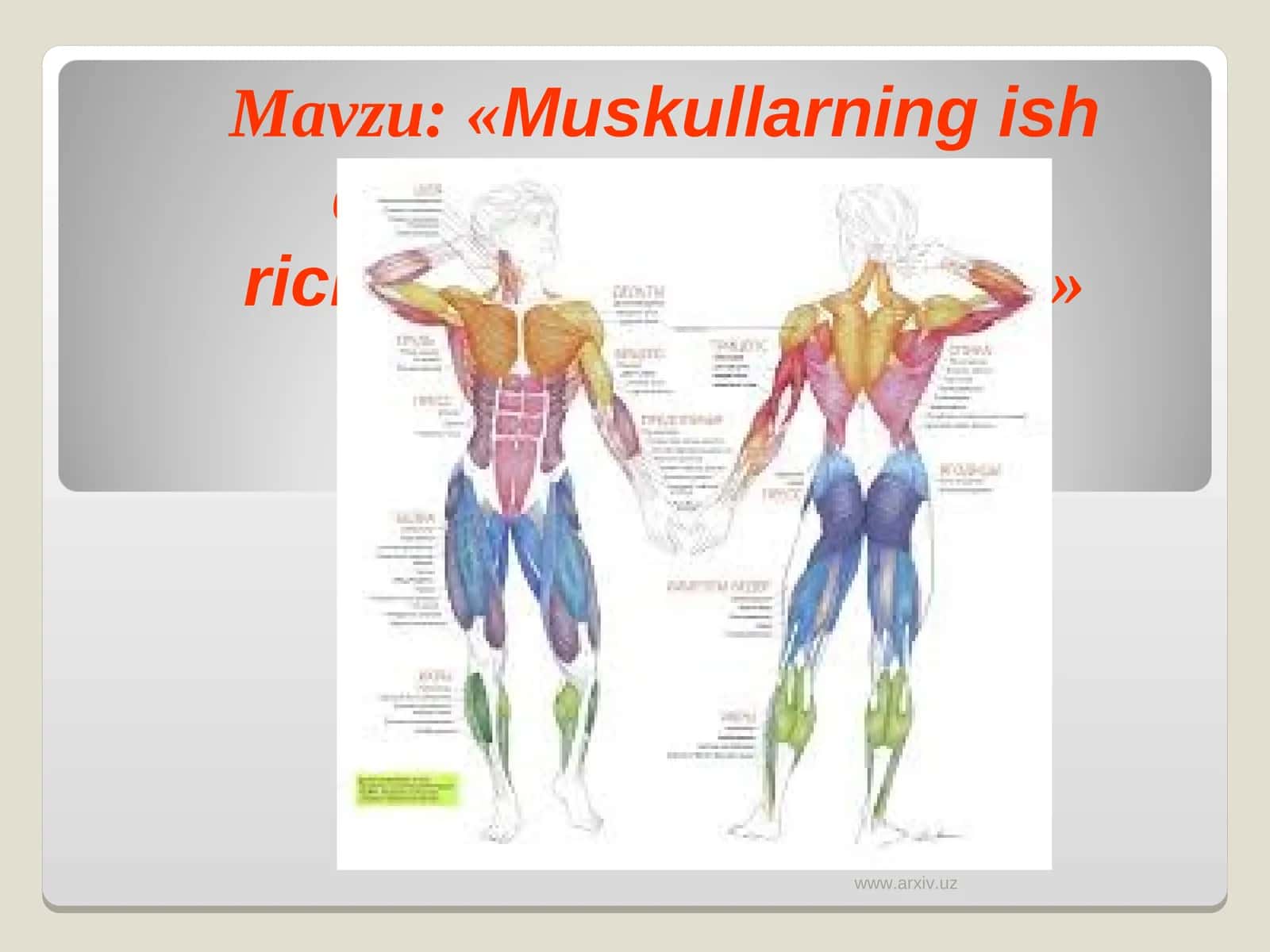 Muskullarning ish quvvatini oshrishda richaklarning ahamiyati 1