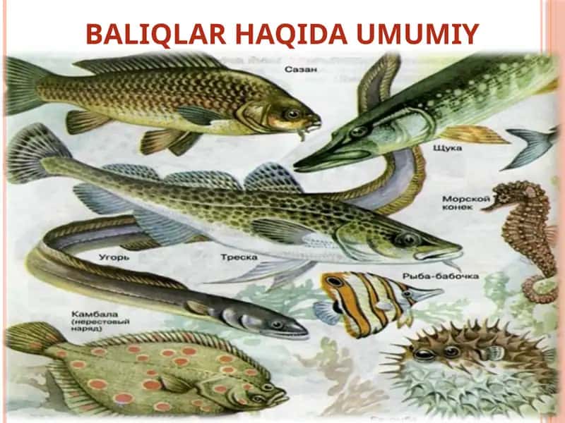 BALIQLAR HAQIDA UMUMIY MA`LUMOT 1