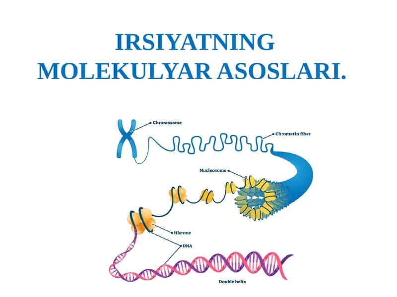 IRSIYATNING MOLEKULYAR ASOSLARI 1